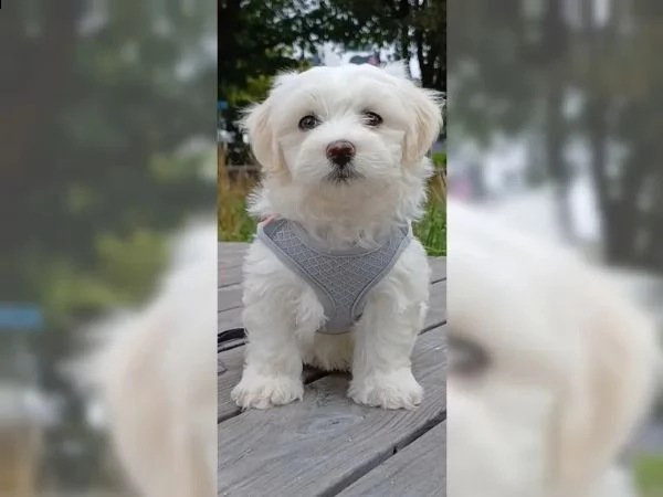 cuccioli di bichon frise - di razza - con documenti | Foto 0