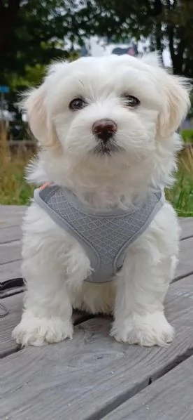 cuccioli di bichon frise - di razza - con documenti