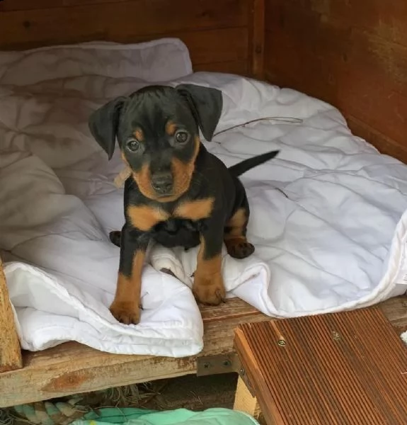 cuccioli di pinscher nano pronti per partire | Foto 1