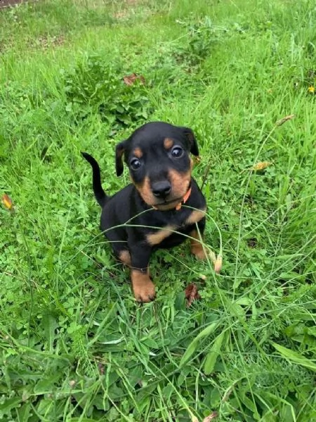 cuccioli di pinscher nano pronti per partire | Foto 0