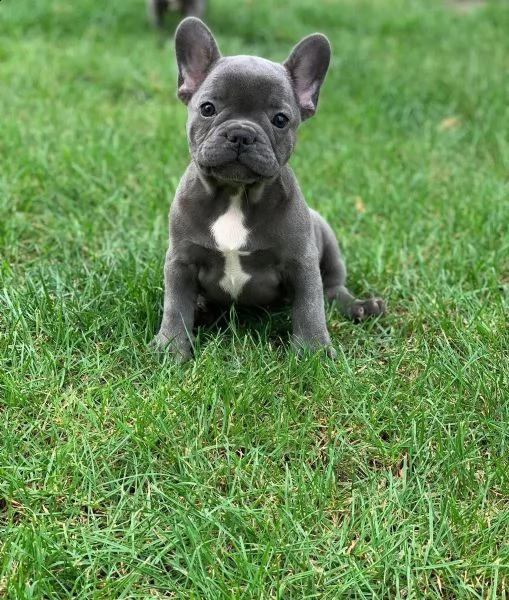 cuccioli di bulldog francese blu