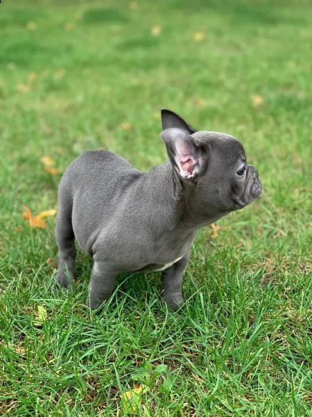 cuccioli di bulldog francese blu | Foto 3