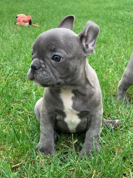 cuccioli di bulldog francese blu | Foto 2