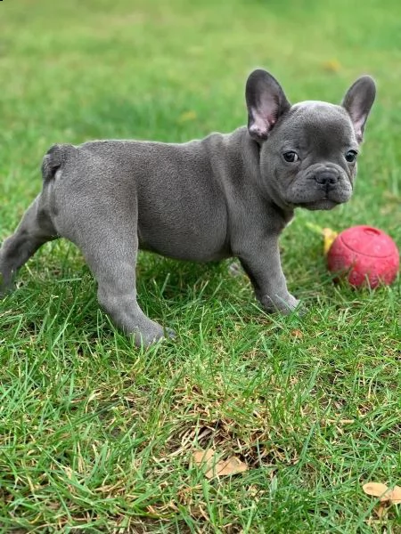 cuccioli di bulldog francese blu | Foto 1