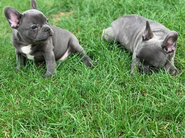 cuccioli di bulldog francese blu | Foto 0