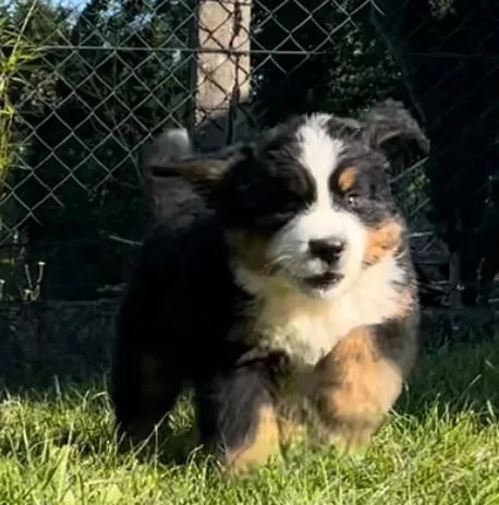 cucciola di Bovaro del Bernese