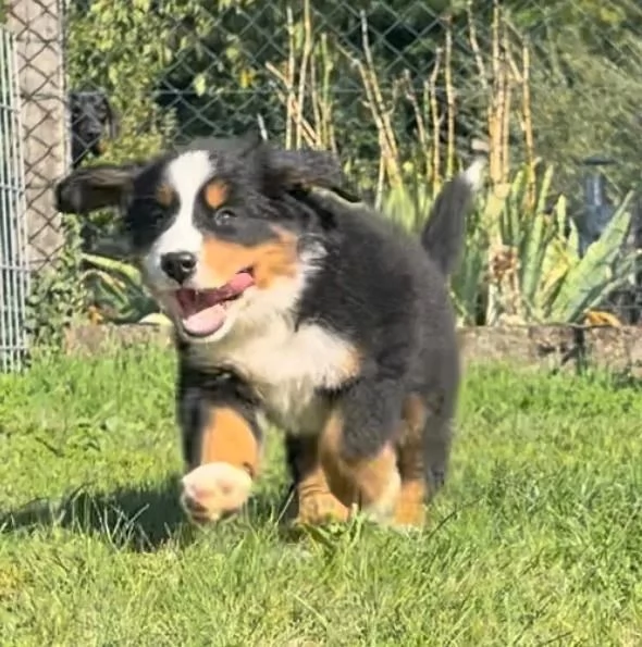 cucciola di Bovaro del Bernese | Foto 2