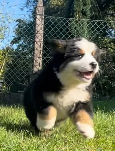 cucciola di Bovaro del Bernese | Foto 1