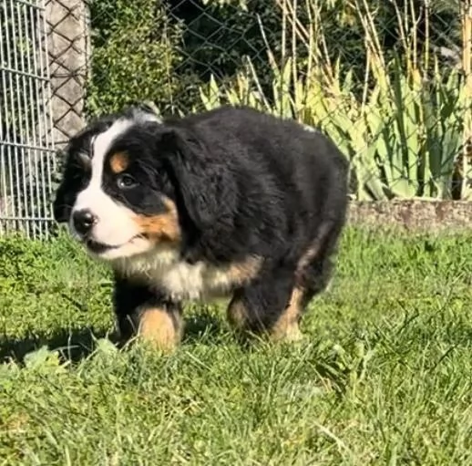 cucciola di Bovaro del Bernese | Foto 0