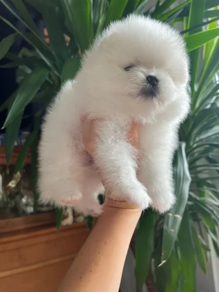 Cuccioli di Pomerania per l'adozione | Foto 5