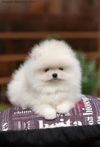 Cuccioli di Pomerania per l'adozione | Foto 4