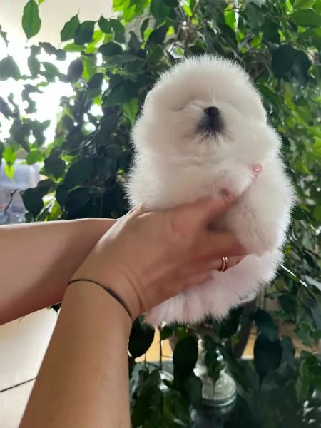 Cuccioli di Pomerania per l'adozione | Foto 3