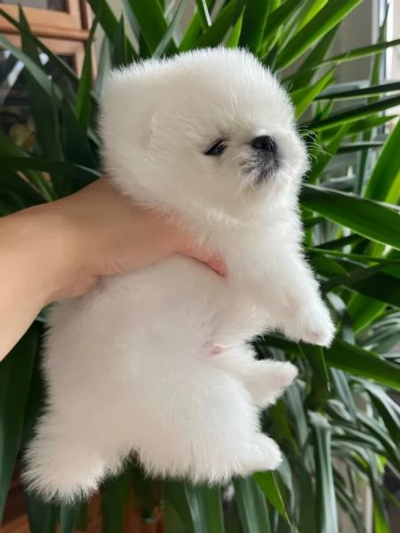 Cuccioli di Pomerania per l'adozione | Foto 2