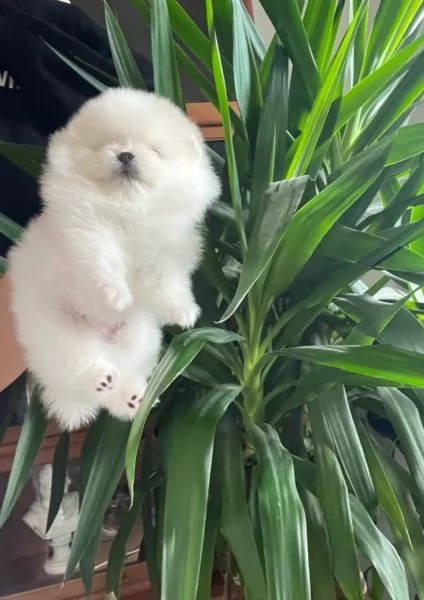 Cuccioli di Pomerania per l'adozione | Foto 1