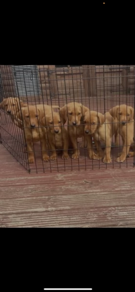 cani in reinserimento labrador