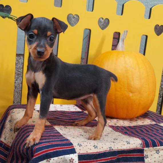 regalo cuccioli di pinscher