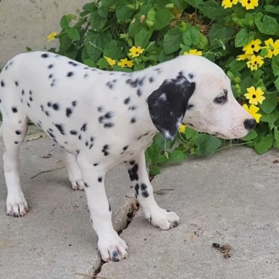 regalo abbiamo cuccioli di dalmata