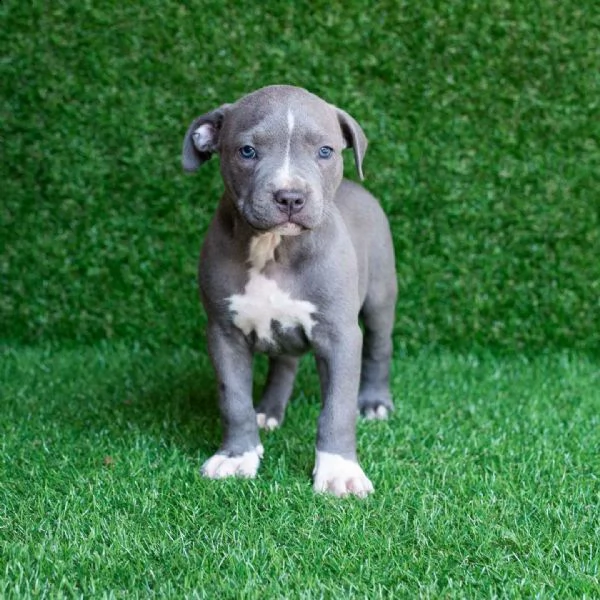 regalo cuccioli di pitbull 