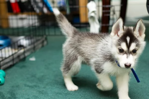 Cuccioli Siberian Husky