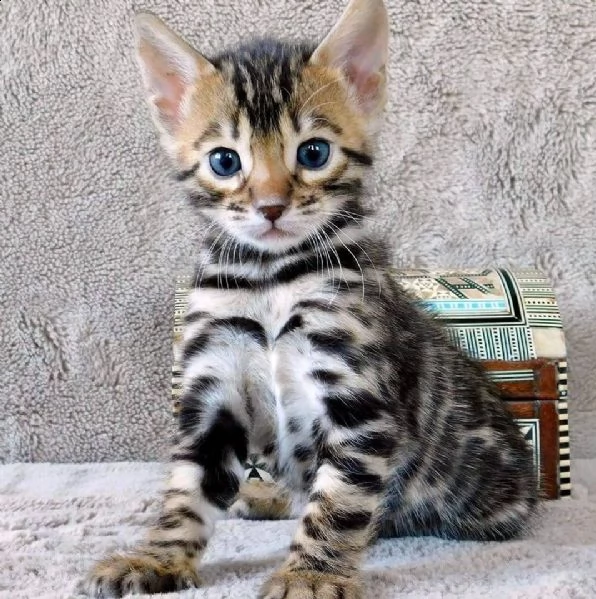 cuccioli bengal