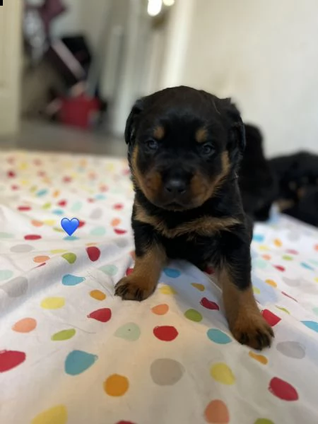 cuccioli di rottweiler