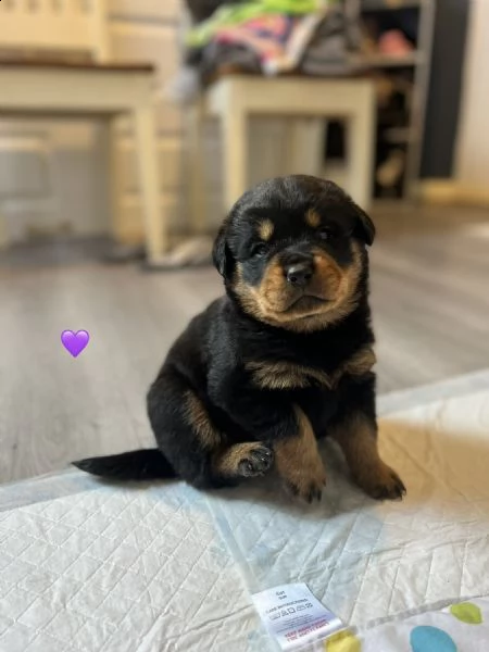 cuccioli di rottweiler | Foto 0