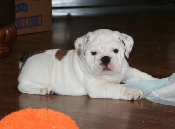 cuccioli di Bulldog Inglese