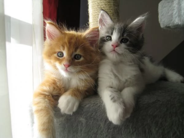 Cuccioli di Maine Coon