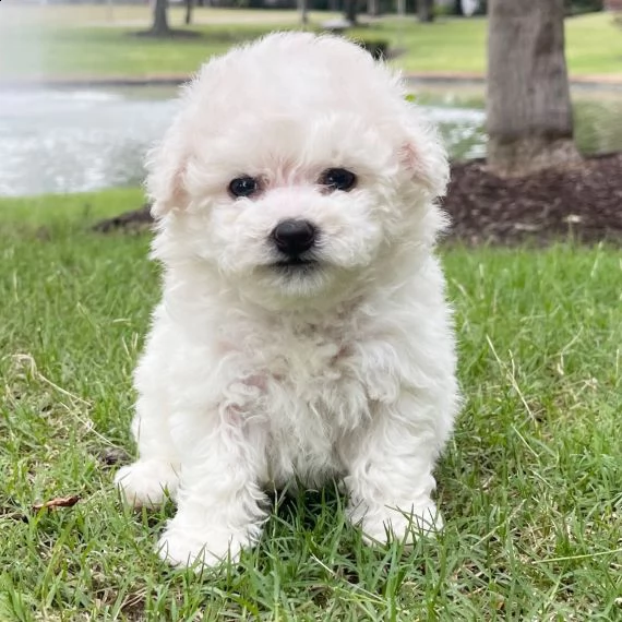 regalo dolci cuccioli bichon frise per l'adozione