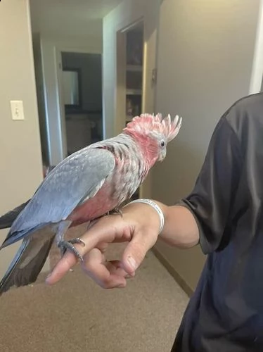 galah dal seno rosa allattato a mano - 1 a sinistra