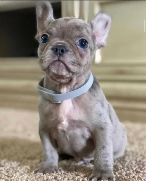  cuccioli di bulldog francese per l'adozione