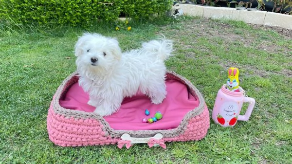 fantastici cuccioli maltesi teacup disponibili per il tuo nuovo membro della famiglia cucciolata san | Foto 1