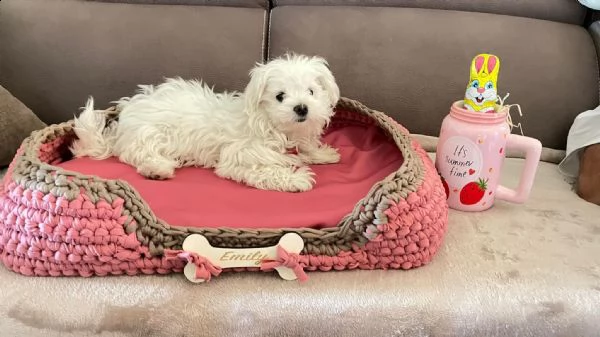 fantastici cuccioli maltesi teacup disponibili per il tuo nuovo membro della famiglia cucciolata san