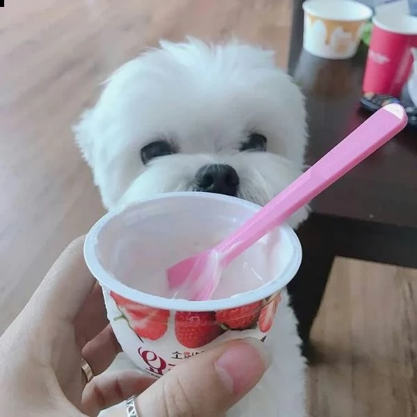 cuccioli maltesi dolci e giocherelloni in adozione, maschi e femmine ##### adorabili cuccioli maltes