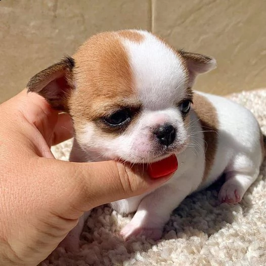  magnifici cuccioli di chihuahua per il reinserimento chihuahua inglese maschio e femmina extra affa | Foto 0