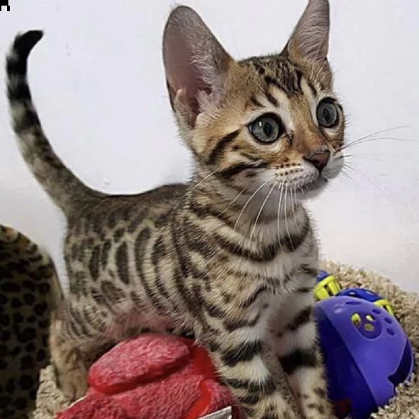 cuccioli bengal!!!