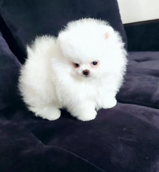 cuccioli di pomerania