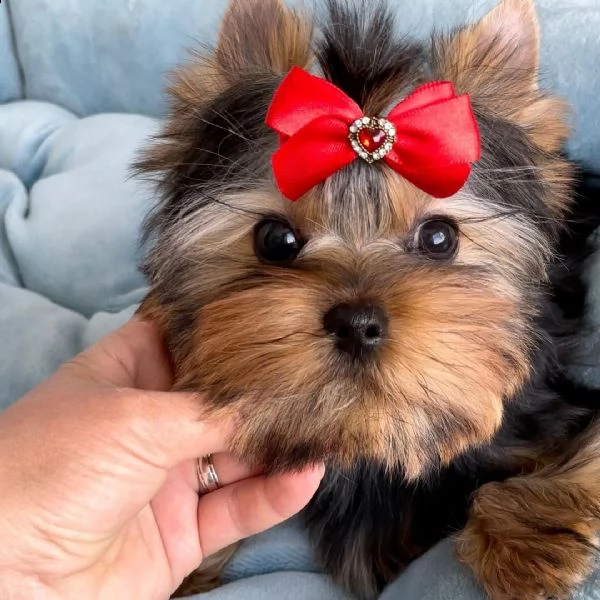 bellissimi cuccioli di yorkshire disponibili per adozione gratuita ciao, siamo felici di annunciare  | Foto 0