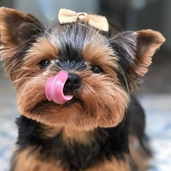 bellissimi cuccioli di yorkshire disponibili per adozione gratuita ciao, siamo felici di annunciare 