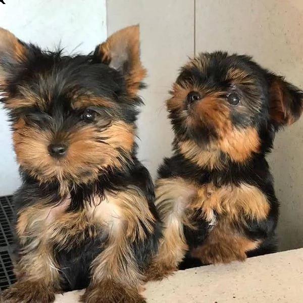 cuccioli gemelli di akc xmass teacup yorkie pronti cuccioli di yorkie di natale sensibili e giocosi  | Foto 0