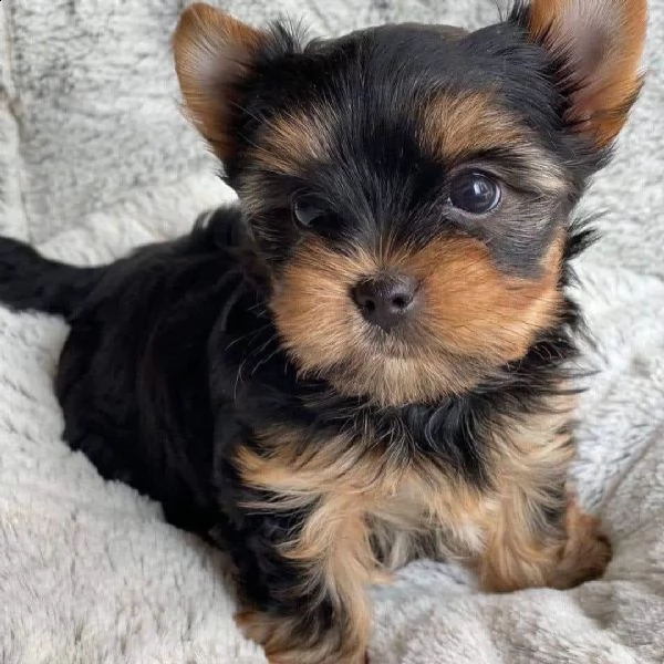 cuccioli gemelli di akc xmass teacup yorkie pronti cuccioli di yorkie di natale sensibili e giocosi 