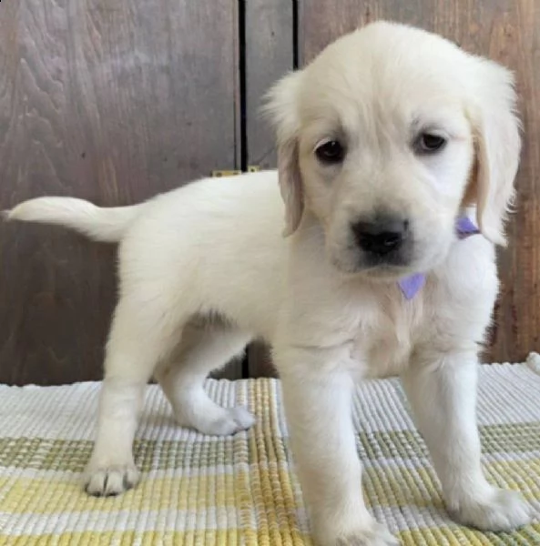 cucciole di golden retriever di circa 3 mesi. | Foto 0