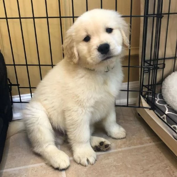 cuccioli di golden retriever 3 mesi