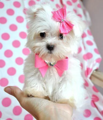 bellissimi cuccioli maltesi akc teacup disponibili per l'adozione per la tua famiglia abbiamo due be | Foto 0