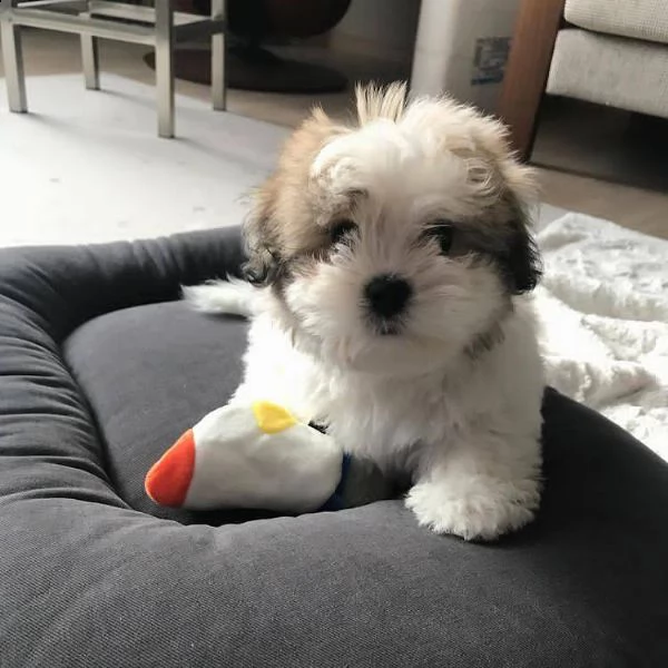 cucciolata shihtzu!!!