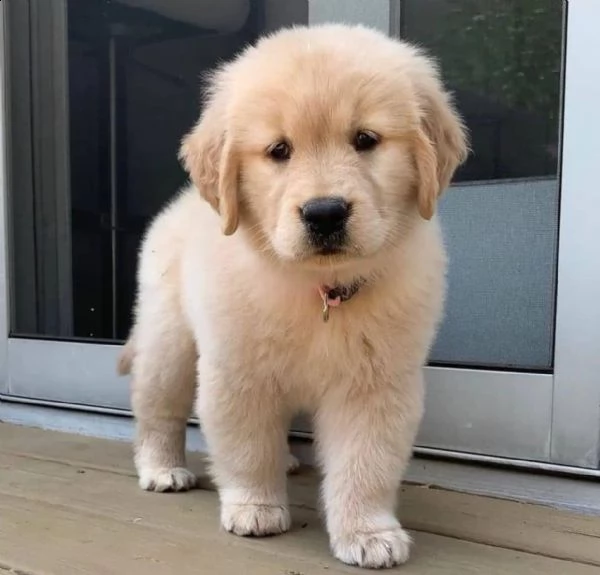 cuccioli golden retriever