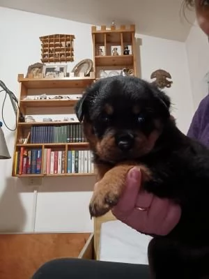 ROTTWEILER CUCCIOLI