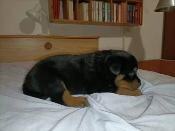 ROTTWEILER CUCCIOLI | Foto 0