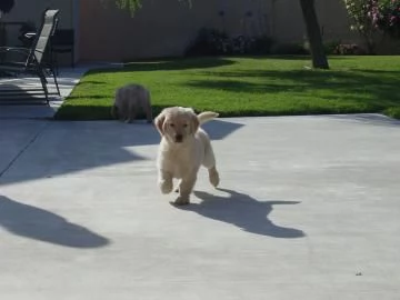 Cuccioli di Golden Retriever con pedigree enci | Foto 2