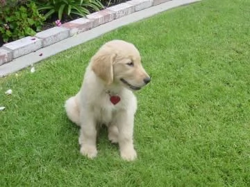 Cuccioli di Golden Retriever con pedigree enci | Foto 1